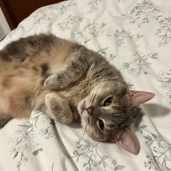 Meet your Posher, Rose - Picture 1 of 1